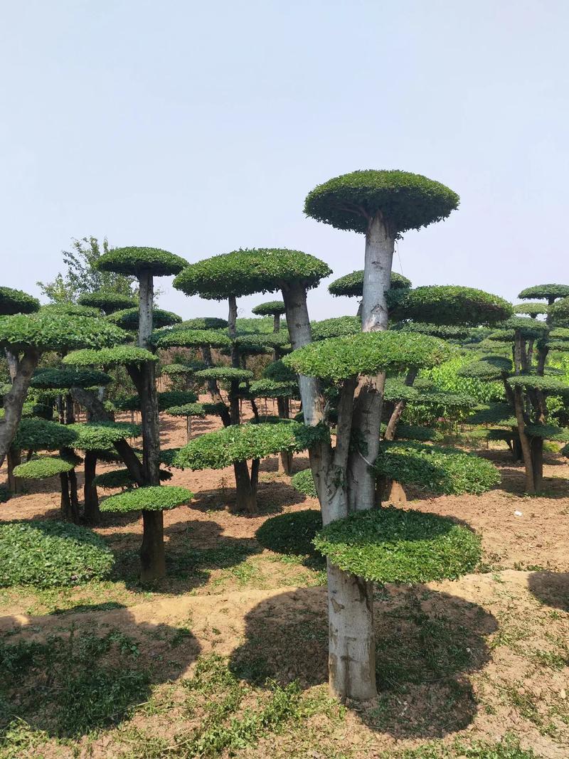 对接白蜡有量 园林工程中不可忽视的优质苗木选择